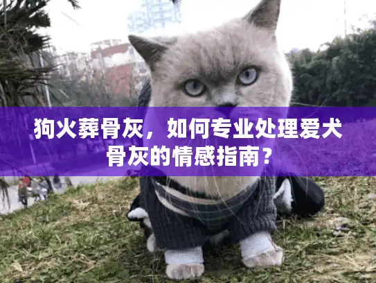 狗火葬骨灰，如何专业处理爱犬骨灰的情感指南？