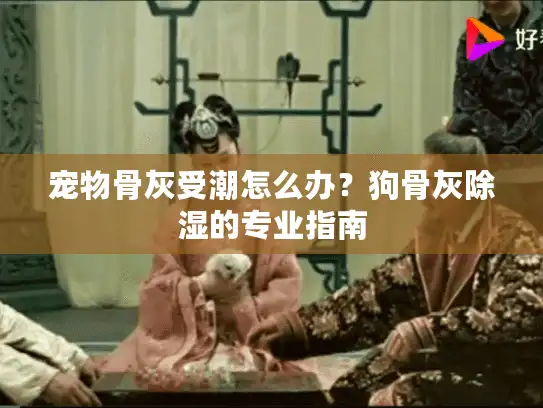 宠物骨灰受潮怎么办？狗骨灰除湿的专业指南