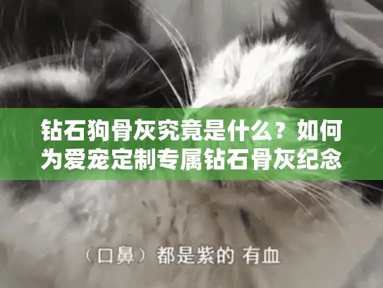 钻石狗骨灰究竟是什么？如何为爱宠定制专属钻石骨灰纪念品？