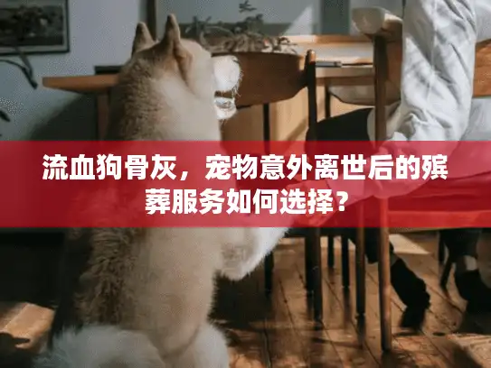 流血狗骨灰，宠物意外离世后的殡葬服务如何选择？