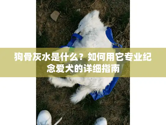 狗骨灰水是什么？如何用它专业纪念爱犬的详细指南
