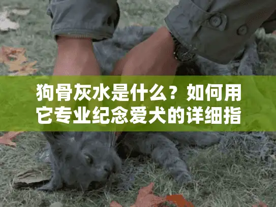 狗骨灰水是什么？如何用它专业纪念爱犬的详细指南