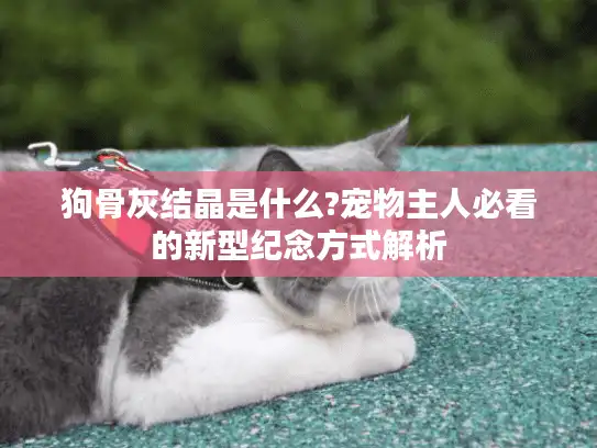 狗骨灰结晶是什么?宠物主人必看的新型纪念方式解析