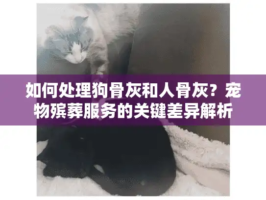 如何处理狗骨灰和人骨灰？宠物殡葬服务的关键差异解析