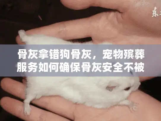 骨灰拿错狗骨灰，宠物殡葬服务如何确保骨灰安全不被混淆？