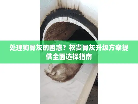 处理狗骨灰的困惑？权贵骨灰升级方案提供全面选择指南