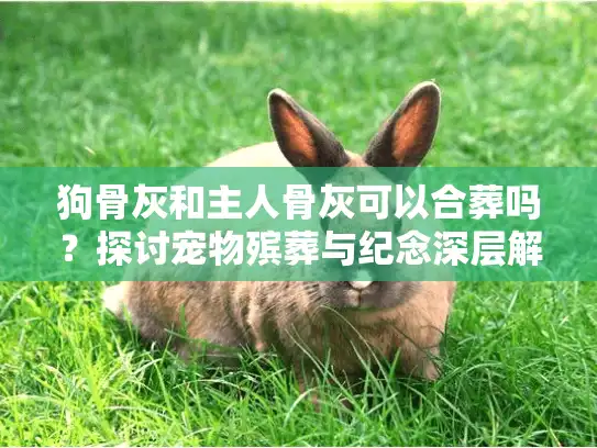 狗骨灰和主人骨灰可以合葬吗？探讨宠物殡葬与纪念深层解决方案