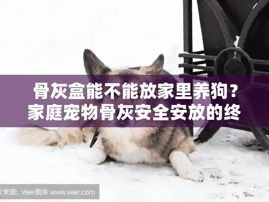 骨灰盒能不能放家里养狗？家庭宠物骨灰安全安放的终极指南