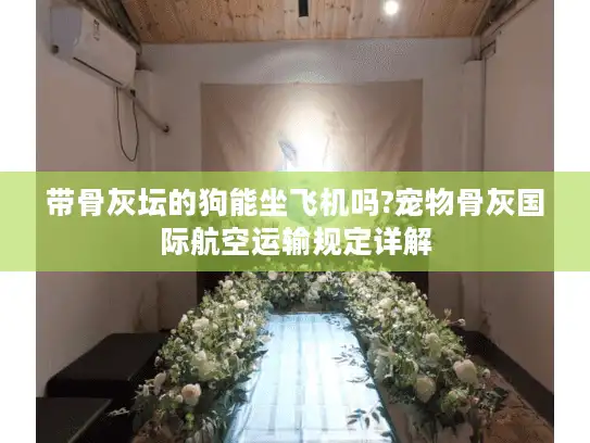带骨灰坛的狗能坐飞机吗?宠物骨灰国际航空运输规定详解