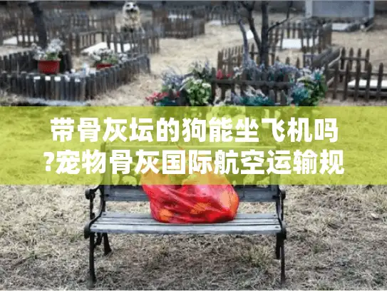 带骨灰坛的狗能坐飞机吗?宠物骨灰国际航空运输规定详解