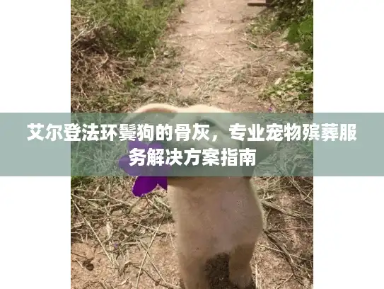 艾尔登法环鬓狗的骨灰，专业宠物殡葬服务解决方案指南