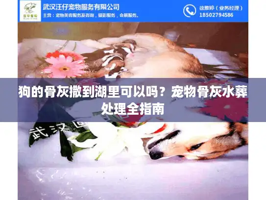 狗的骨灰撒到湖里可以吗？宠物骨灰水葬处理全指南
