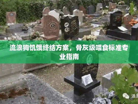 流浪狗饥饿终结方案，骨灰级喂食标准专业指南