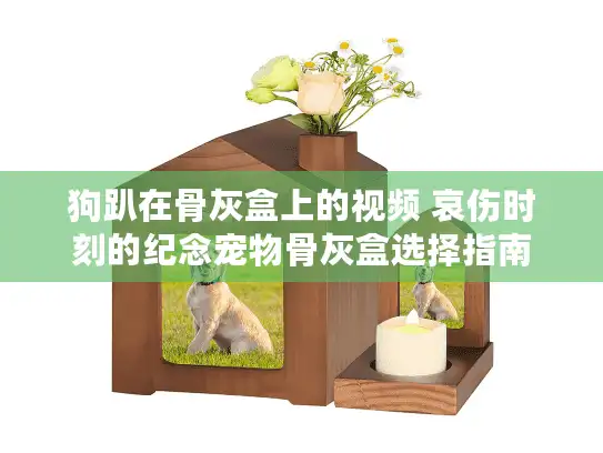 狗趴在骨灰盒上的视频 哀伤时刻的纪念宠物骨灰盒选择指南