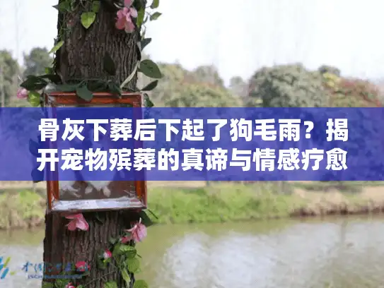 骨灰下葬后下起了狗毛雨？揭开宠物殡葬的真谛与情感疗愈