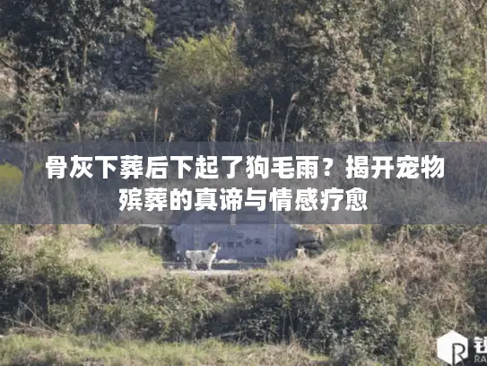 骨灰下葬后下起了狗毛雨？揭开宠物殡葬的真谛与情感疗愈