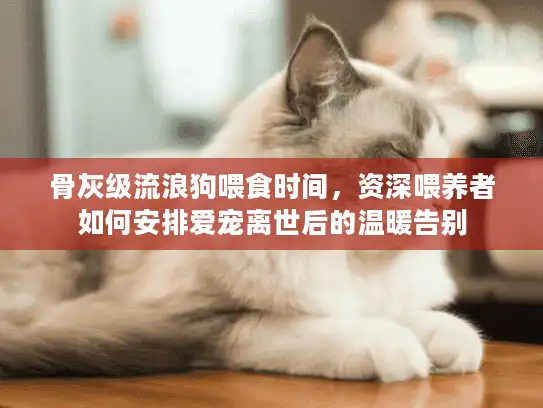 骨灰级流浪狗喂食时间，资深喂养者如何安排爱宠离世后的温暖告别