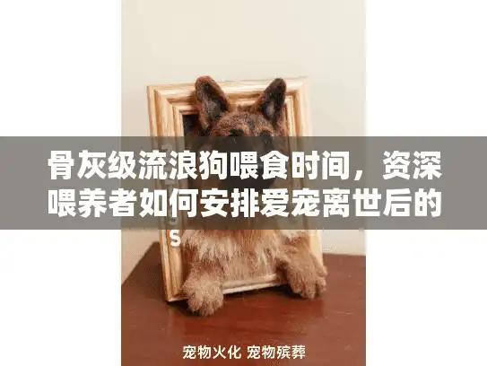 骨灰级流浪狗喂食时间，资深喂养者如何安排爱宠离世后的温暖告别