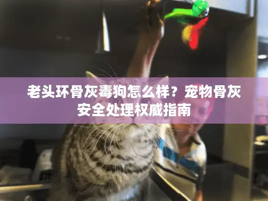 老头环骨灰毒狗怎么样？宠物骨灰安全处理权威指南