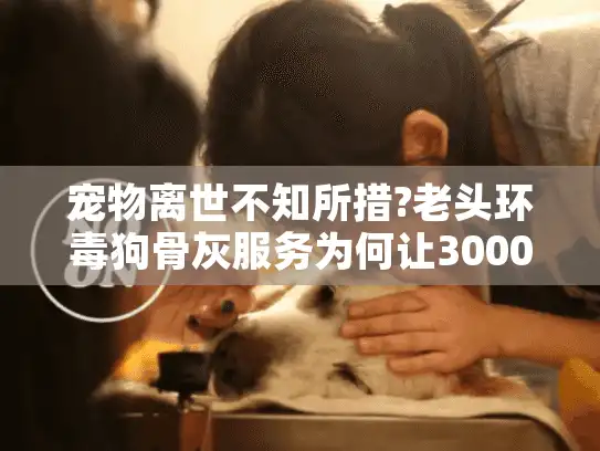 宠物离世不知所措?老头环毒狗骨灰服务为何让3000+家庭找到慰藉