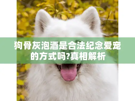狗骨灰泡酒是合法纪念爱宠的方式吗?真相解析