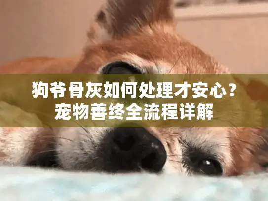 狗爷骨灰如何处理才安心？宠物善终全流程详解