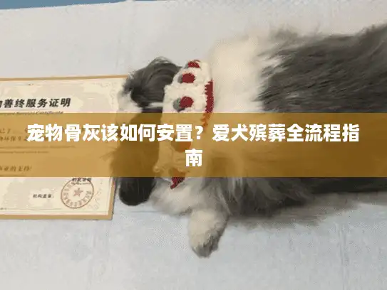 宠物骨灰该如何安置？爱犬殡葬全流程指南