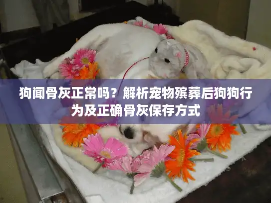 狗闻骨灰正常吗？解析宠物殡葬后狗狗行为及正确骨灰保存方式
