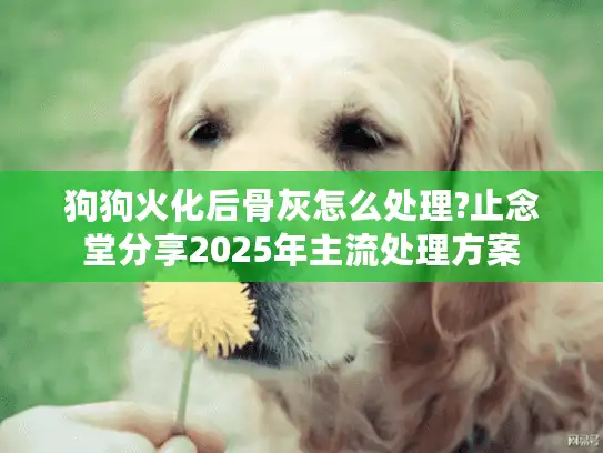 狗狗火化后骨灰怎么处理?止念堂分享2025年主流处理方案