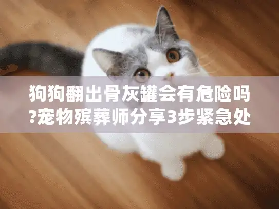 狗狗翻出骨灰罐会有危险吗?宠物殡葬师分享3步紧急处理指南