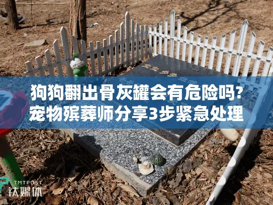 狗狗翻出骨灰罐会有危险吗?宠物殡葬师分享3步紧急处理指南
