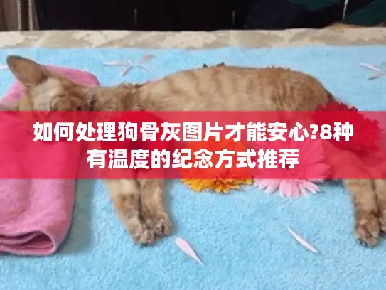 如何处理狗骨灰图片才能安心?8种有温度的纪念方式推荐