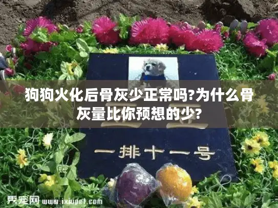狗狗火化后骨灰少正常吗?为什么骨灰量比你预想的少?