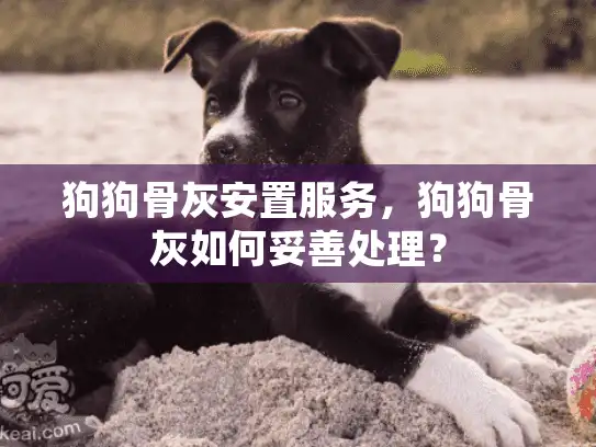 狗狗骨灰安置服务，狗狗骨灰如何妥善处理？