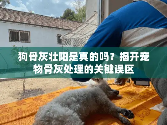狗骨灰壮阳是真的吗？揭开宠物骨灰处理的关键误区