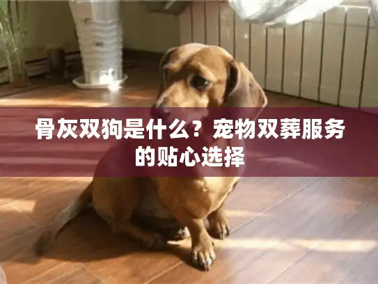骨灰双狗是什么？宠物双葬服务的贴心选择