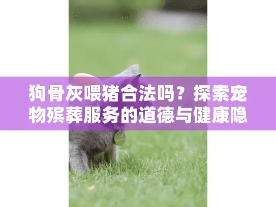 狗骨灰喂猪合法吗？探索宠物殡葬服务的道德与健康隐患