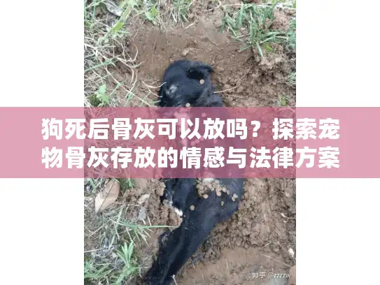 狗死后骨灰可以放吗？探索宠物骨灰存放的情感与法律方案