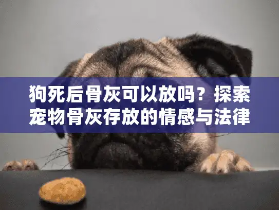 狗死后骨灰可以放吗？探索宠物骨灰存放的情感与法律方案