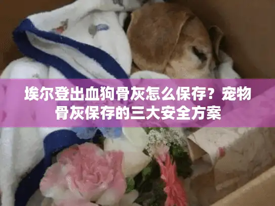 埃尔登出血狗骨灰怎么保存？宠物骨灰保存的三大安全方案
