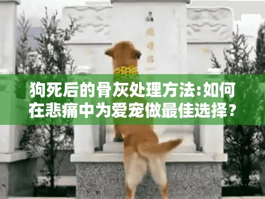狗死后的骨灰处理方法:如何在悲痛中为爱宠做最佳选择？