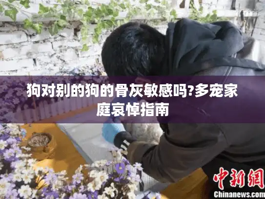 狗对别的狗的骨灰敏感吗?多宠家庭哀悼指南