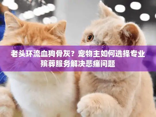 老头环流血狗骨灰？宠物主如何选择专业殡葬服务解决悲痛问题