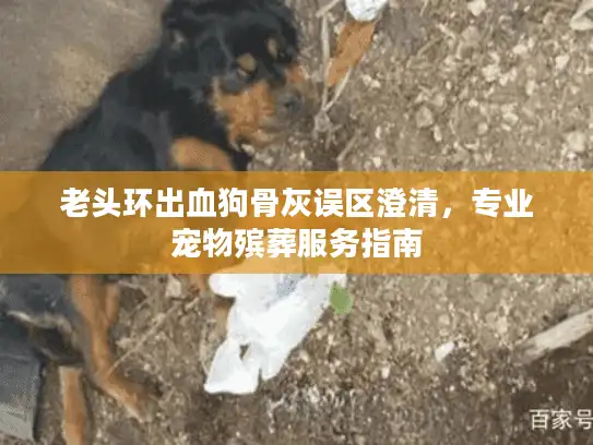 老头环出血狗骨灰误区澄清，专业宠物殡葬服务指南