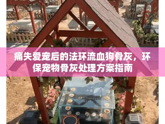 痛失爱宠后的法环流血狗骨灰，环保宠物骨灰处理方案指南
