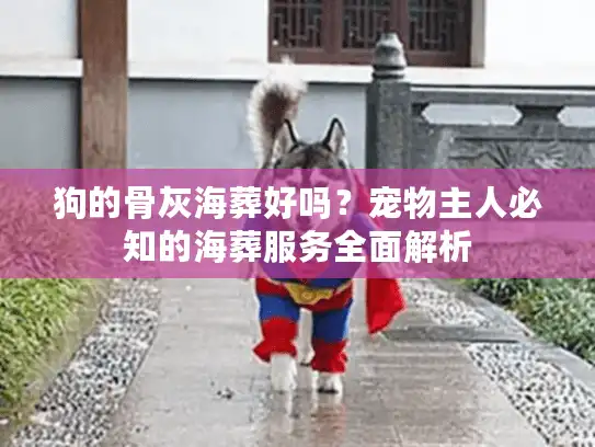狗的骨灰海葬好吗？宠物主人必知的海葬服务全面解析