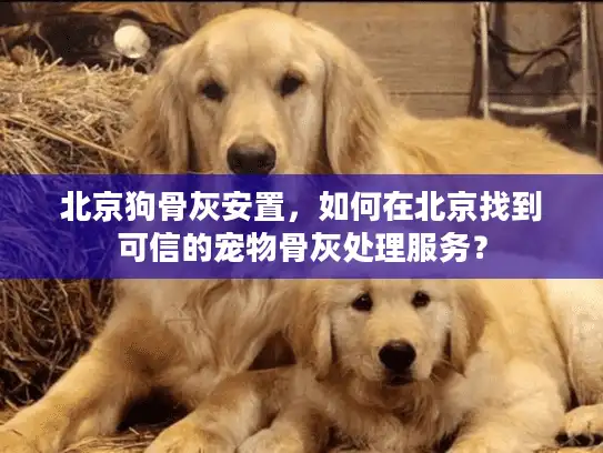 北京狗骨灰安置，如何在北京找到可信的宠物骨灰处理服务？