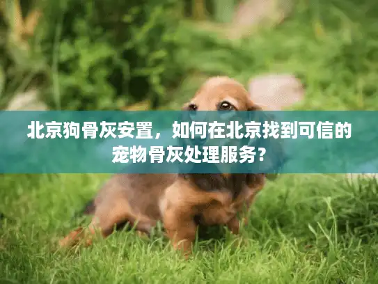 北京狗骨灰安置，如何在北京找到可信的宠物骨灰处理服务？