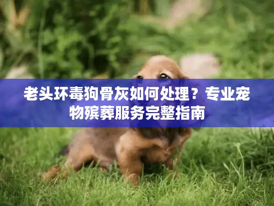 老头环毒狗骨灰如何处理？专业宠物殡葬服务完整指南