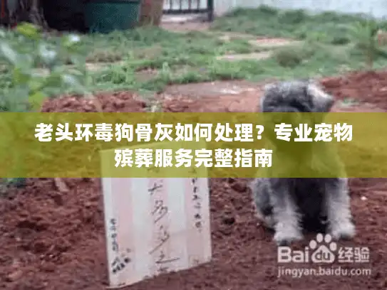老头环毒狗骨灰如何处理？专业宠物殡葬服务完整指南